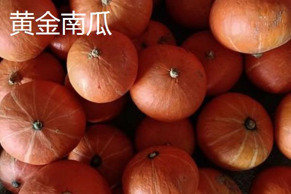 南瓜的品种，品种众多各具特色