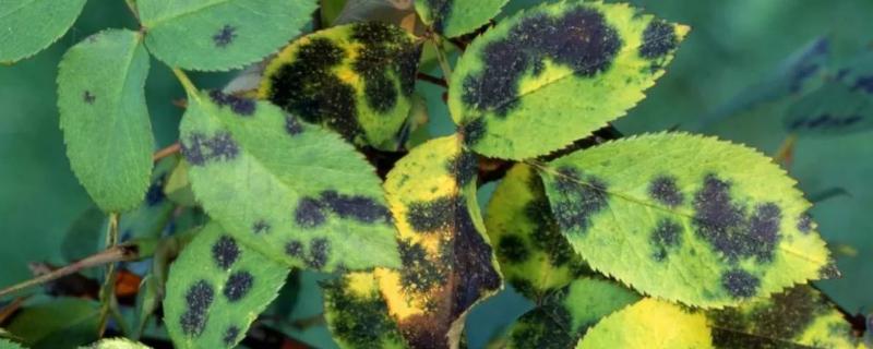 月季黑斑病的特点,通常多发生在4-5月之间或8-9月之间