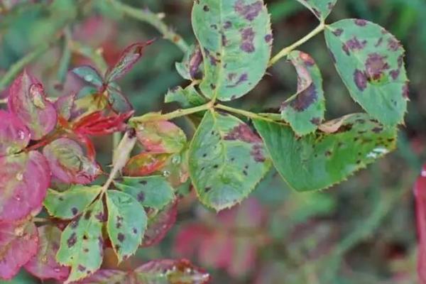 月季黑斑病的特点，通常多发生在4-5月之间或8-9月之间