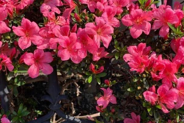 北方杜鹃花怎么露天越冬,需用塑料薄膜包裹植株底部