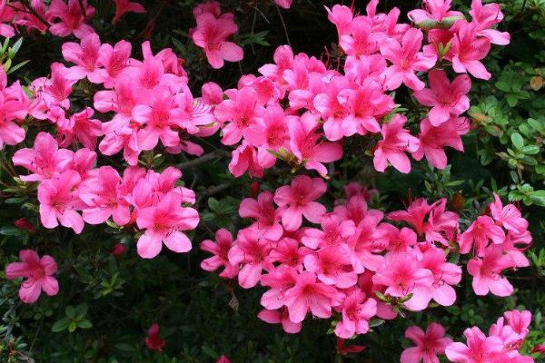 北方杜鹃花怎么露天越冬,需用塑料薄膜包裹植株底部