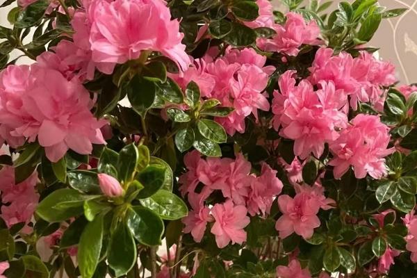 北方杜鹃花怎么露天越冬,需用塑料薄膜包裹植株底部