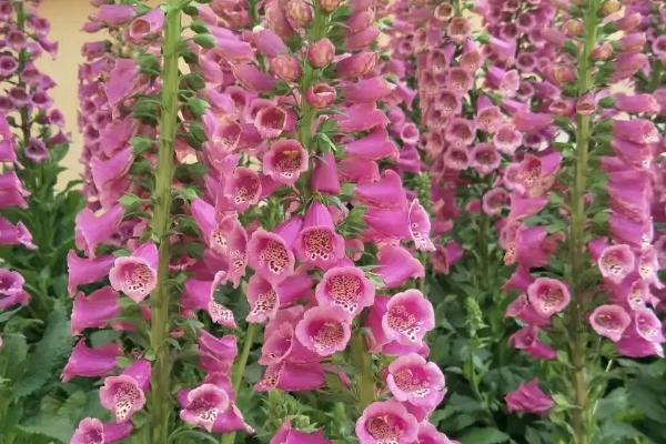 毛地黄可以露天过冬吗,在我国北方冬天需放置室内养