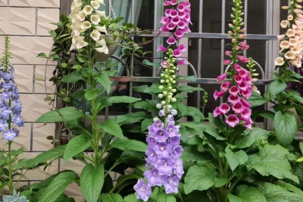 毛地黄可以露天过冬吗,在我国北方冬天需放置室内养