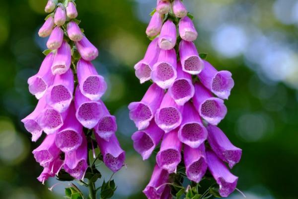 毛地黄可以露天过冬吗,在我国北方冬天需放置室内养