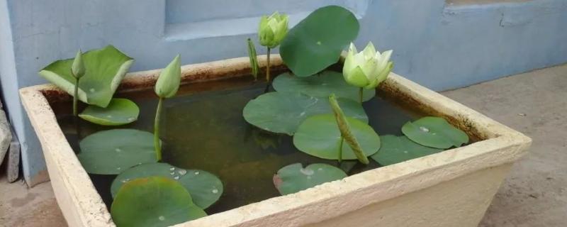 睡莲怎么在家种植，生长期将其放在光照条件良好的地方