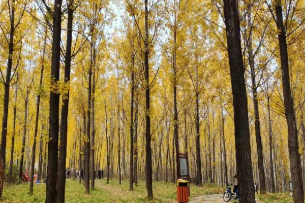 直根系的植物有哪些,有杨树、松树、蒲公英等