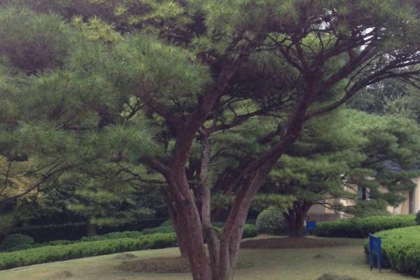 直根系的植物有哪些,有杨树、松树、蒲公英等