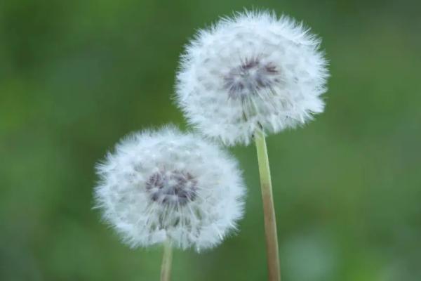 直根系的植物有哪些,有杨树、松树、蒲公英等