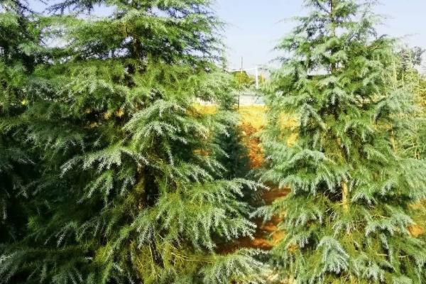 直根系的植物有哪些,有杨树、松树、蒲公英等