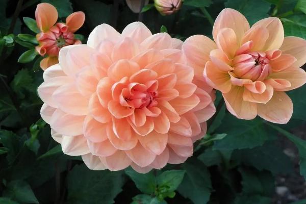 直根系的植物有哪些,有杨树、松树、蒲公英等