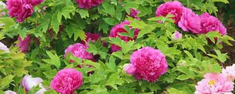 牡丹花的栽培技术,可以带土球移栽也可以直接裸根栽植