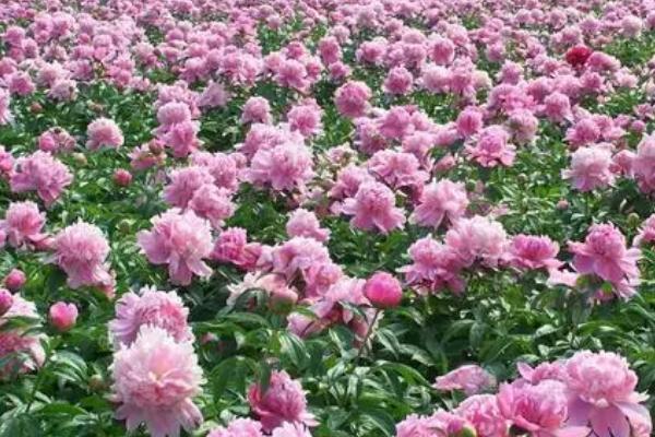 牡丹花的栽培技术,可以带土球移栽也可以直接裸根栽植