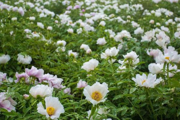 牡丹花的栽培技术,可以带土球移栽也可以直接裸根栽植