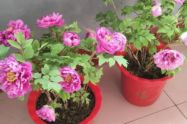 牡丹花的栽培技术,可以带土球移栽也可以直接裸根栽植