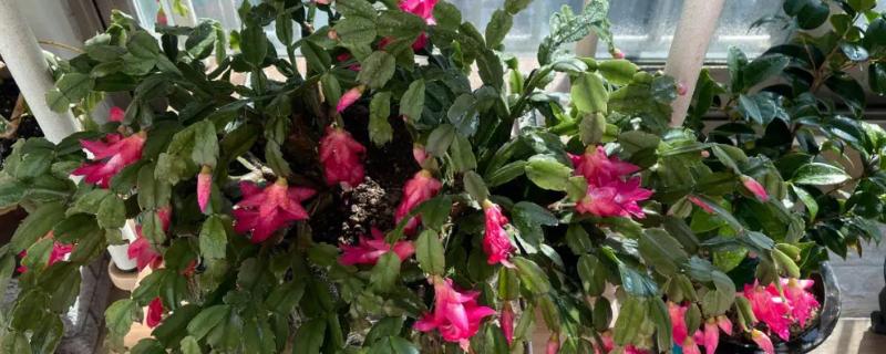 蟹爪兰不开花的原因，可能是光照过短或养分不足导致的