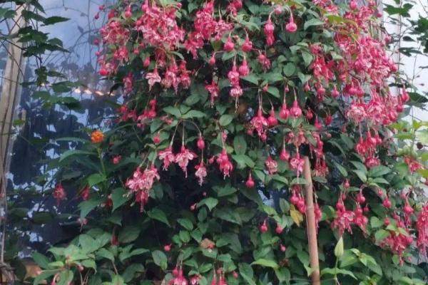 冬季怎么养倒挂金钟，首先要控制好温度