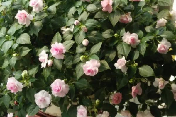 重瓣凤仙花是多年生吗,是一年生的草本植物