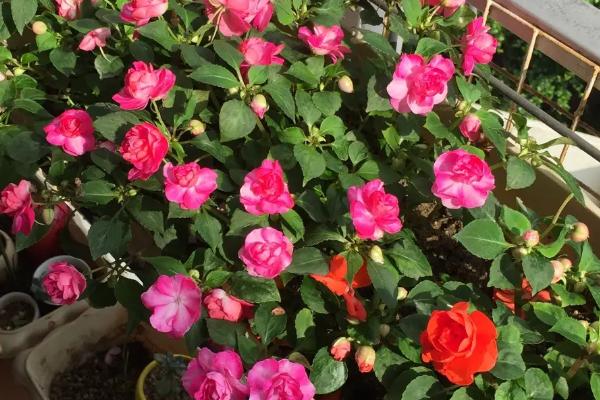 重瓣凤仙花是多年生吗,是一年生的草本植物