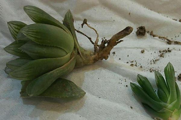 玉露的移植方法，最好在春秋两季进行