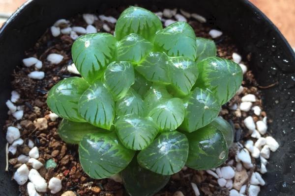 玉露的移植方法，最好在春秋两季进行