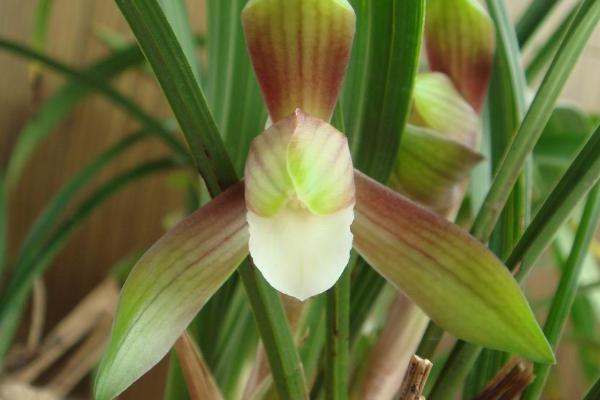 大雪素和春兰的区别，叶片和花瓣均不同