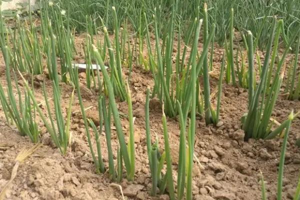 十月份可以种葱吗，秋季播种为佳