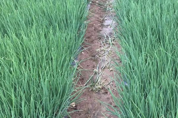 十月份可以种葱吗，秋季播种为佳