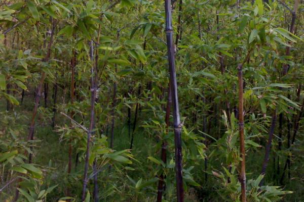 紫竹的寓意,寓意高洁、坚强、虚怀有节等