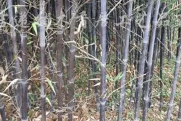 紫竹的寓意,寓意高洁、坚强、虚怀有节等