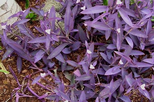 紫竹的寓意,寓意高洁、坚强、虚怀有节等