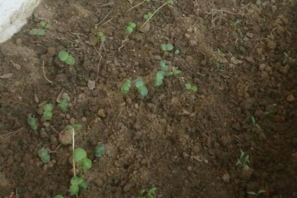 夏季种植香菜的要点，间苗后要追施稀薄的肥液