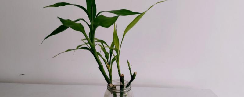 富贵竹养几根最好,一根或四根代表招财