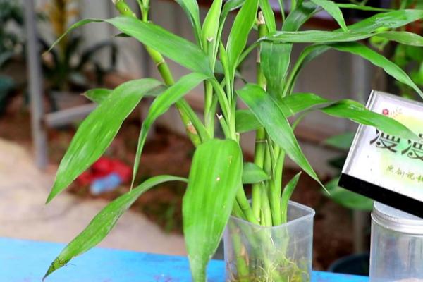 富贵竹养几根最好，一根或四根代表招财