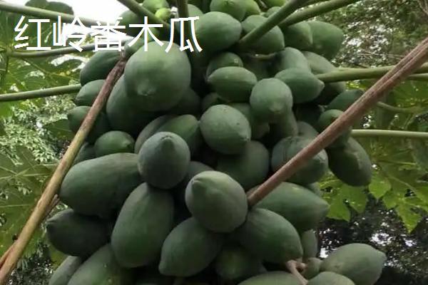 木瓜的品种介绍，品种较多各有特点