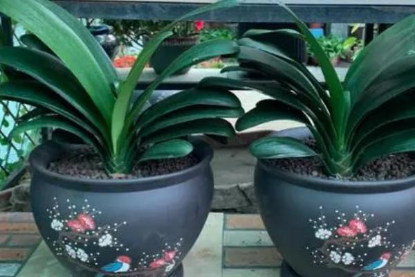 盆栽君子兰如何养护,每隔2-3年要更换1次盆土