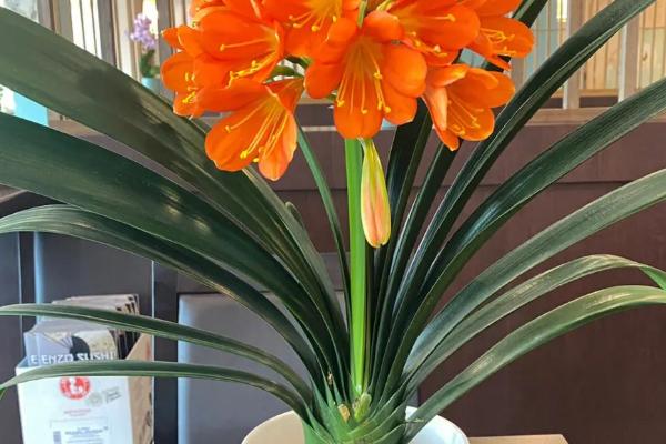 盆栽君子兰如何养护,每隔2-3年要更换1次盆土