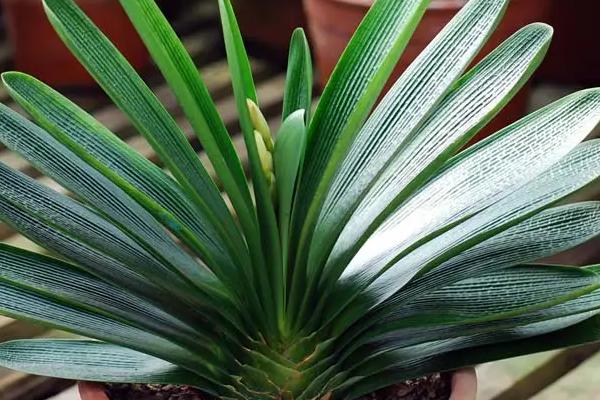 盆栽君子兰如何养护,每隔2-3年要更换1次盆土