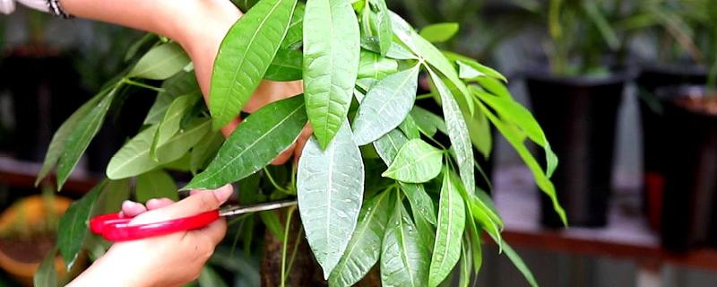 发财树的正确修剪方法，修剪时需要将树干上生长出的枝芽抹掉