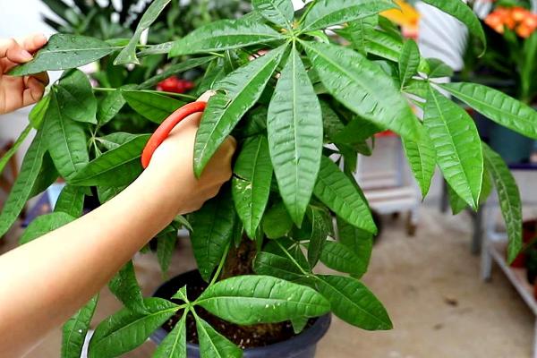 发财树的正确修剪方法，修剪时需要将树干上生长出的枝芽抹掉