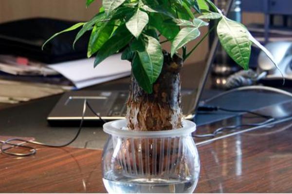 发财树的正确修剪方法，修剪时需要将树干上生长出的枝芽抹掉