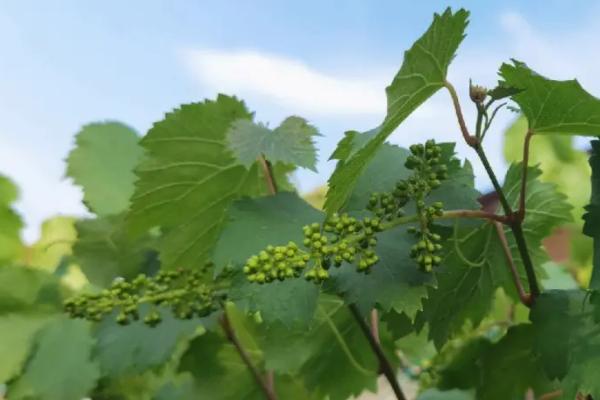 葡萄还没开花就落蕾的原因,可能是浇水过多或施肥不当