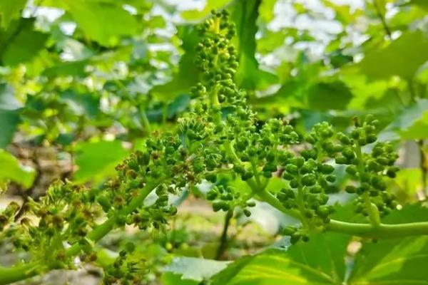 葡萄还没开花就落蕾的原因,可能是浇水过多或施肥不当