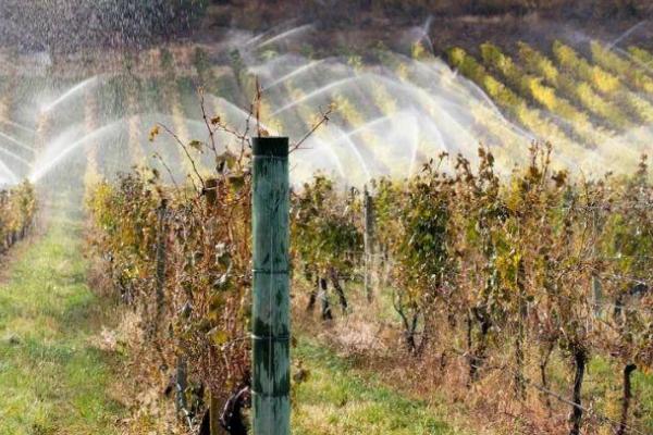 葡萄还没开花就落蕾的原因,可能是浇水过多或施肥不当