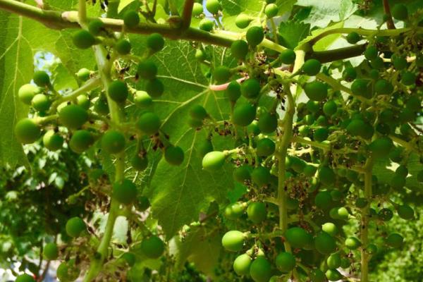 葡萄还没开花就落蕾的原因,可能是浇水过多或施肥不当