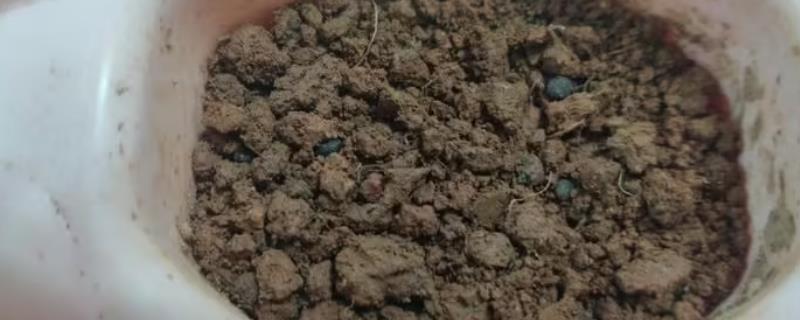 凤仙花种子怎么催芽,选择生长成熟且未遭受病虫害的种子