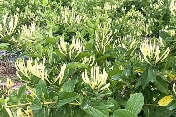 金银花的种植技术，幼苗期和夏季需要进行摘心工作