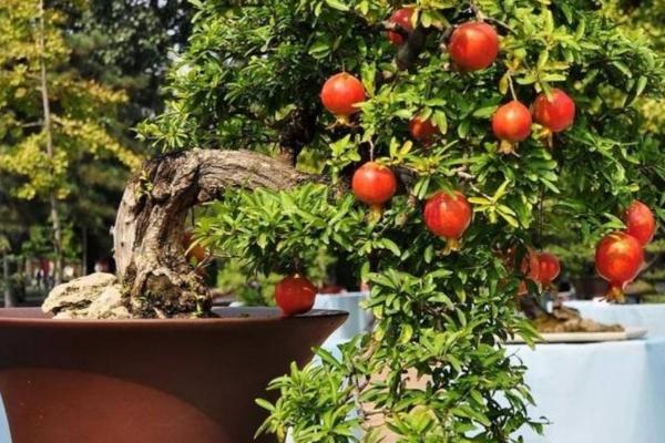 盆栽石榴怎样才能开花结果,要每月追施一次肥料