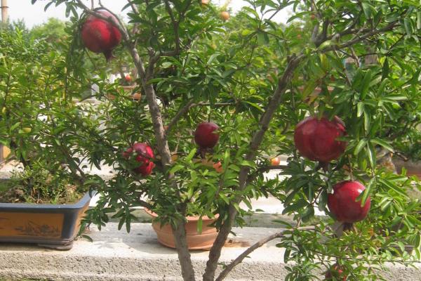 盆栽石榴怎样才能开花结果,要每月追施一次肥料