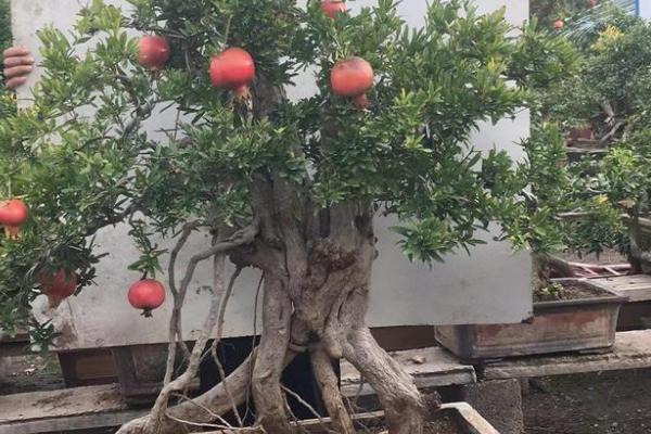 盆栽石榴怎样才能开花结果,要每月追施一次肥料